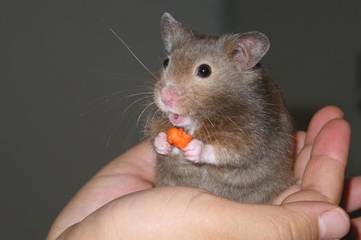800px-Hamster_in_hand