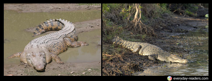 Ramree-Island_Crocodile