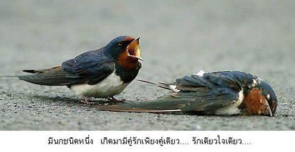 Click the image to open in full size.