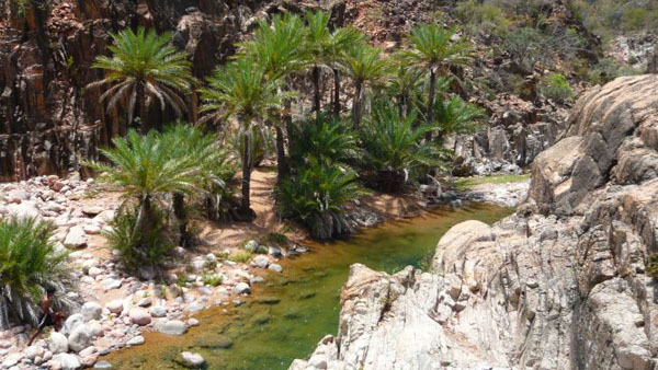 socotra island yemen (10)