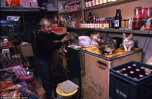 A store inside of the Kowloon City. Cats everywhere.