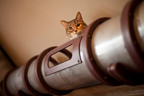 1 steampunk cat tube 1 10 บ้านคนรักแมว ที่แต่งบ้านให้แมวอยู่อย่างมีความสุข