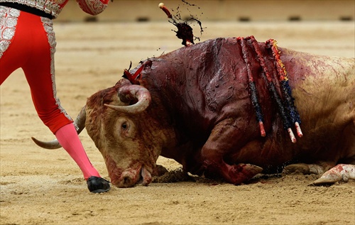 ภาพสุดสยอง เทศกาลสู้วัวกระทิงที่สเปน