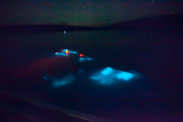 Bioluminescent Bay  (3)