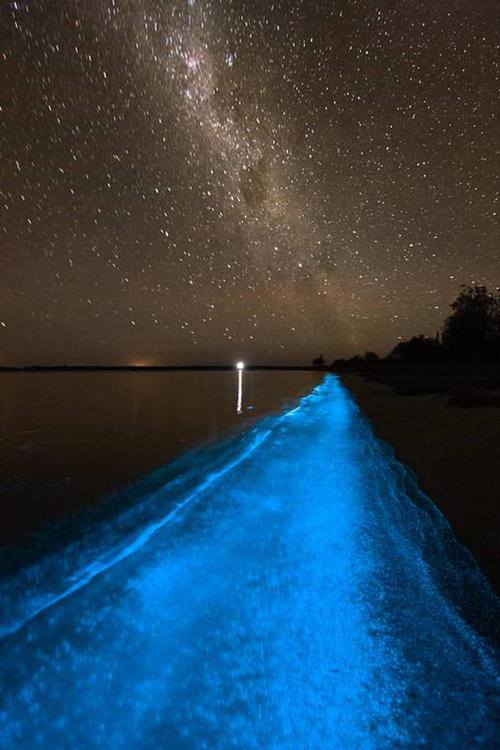 Bioluminescent Bay  (4)