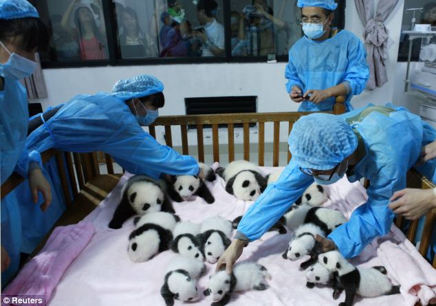 Breeders take care of giant panda cubs inside a crib at Chengdu Research Base 