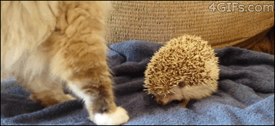 4gifs:

Cat sits on prickly hedgehog. [video]
