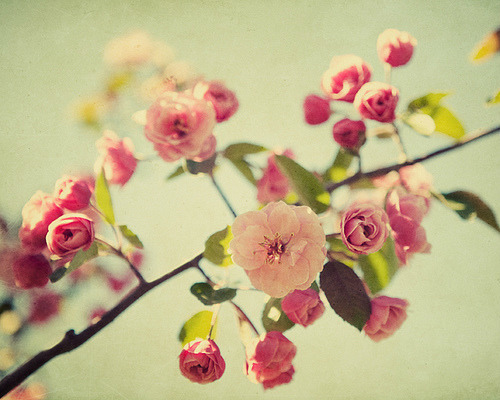 cute, flower, pretty, flowers, pink