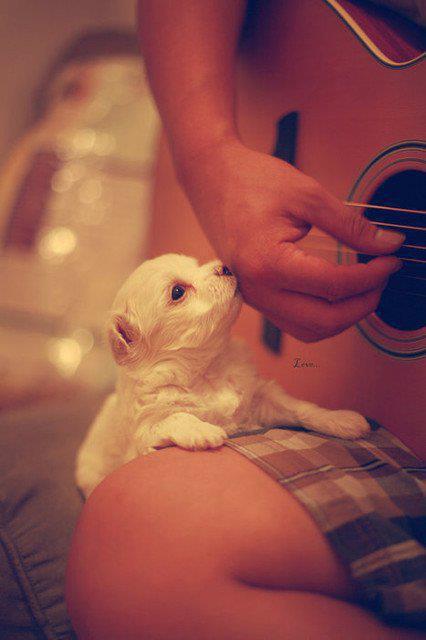 animal, cute puppy, dog, finger