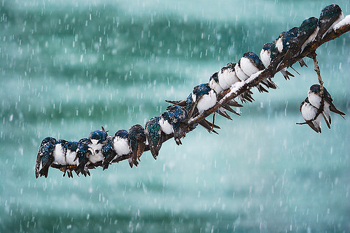 snow, winter, birds, photography, swallow, rain, tree