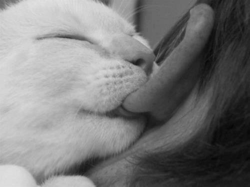 <3, black and white, photography, cat, funny