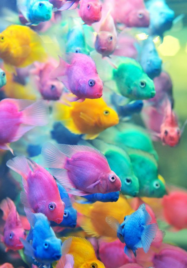 animal cruelty, cute, fashion, beautiful, photography, Hot, pretty, death by dye, no to dyed fish