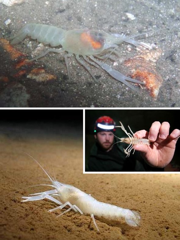 Cave Crayfish