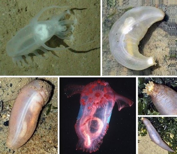 Transparent Sea Cucumber