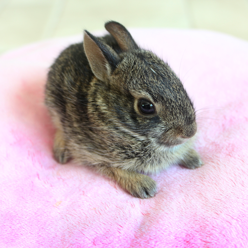 Zullala: A four week old cotton tail rabbit. I found him when I was on a walk. A dog was chasing him.  The owner got the dog and the rabbit got away. But he looked awfully skinny. So I took him home and fed him for a week, then I let him free.