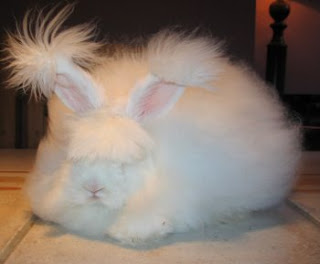 ขนยาวที่สุดในโลก