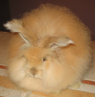 angora rabbit