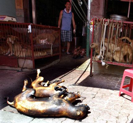 เวียดนามเชิญชวนคนไทย เที่ยวตลาดซาปา กินหมา
