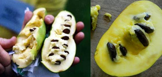 ผลไม้พอว์พอว์