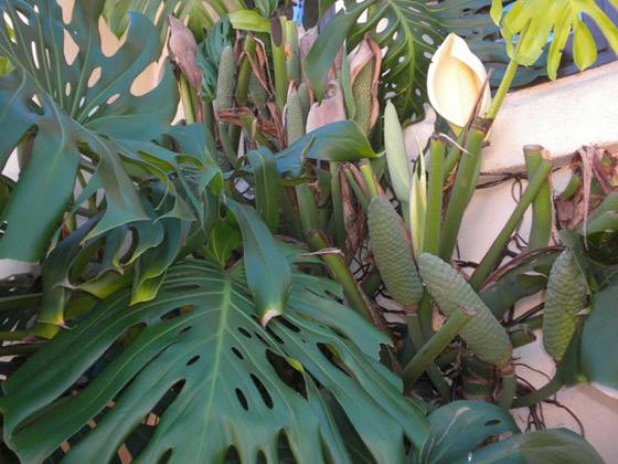 เซริแมน