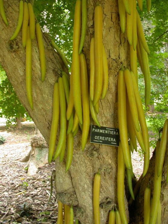 ผลไม้เทียน