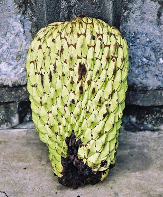  ทุเรียนเทศป่า