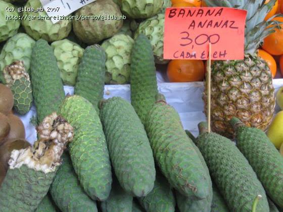 เซริแมน