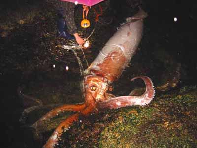 Giant Squid ตำนานหมึกยักษ์ลึกลับแห่งท้องทะเล