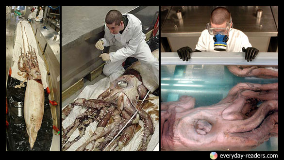 Giant Squid ตำนานหมึกยักษ์ลึกลับแห่งท้องทะเล