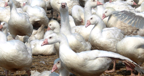 VIER_PFOTEN_2013-04-24_013__1_