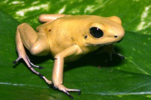 4. Gold Poison Frog_TG