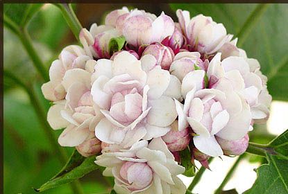 รวมดอกไม้ในไทย ๘๙ ชนิด