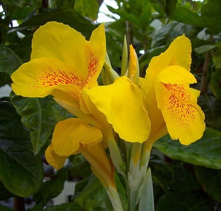 รวมดอกไม้ในไทย ๘๙ ชนิด