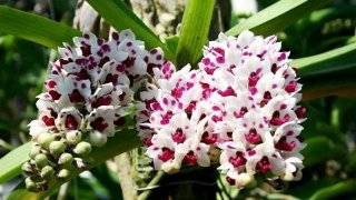 กล้วยไม้สวย ๆ