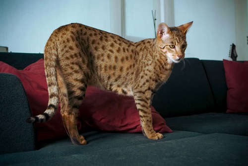 The $22,000 Ashera is the world's largest, rarest and most exotic domestic cat, Wilmington, Delaware, America - May 2007