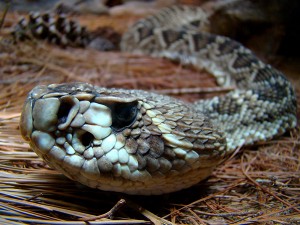 Portrait_of_a_Rattlesnake