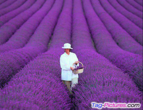 purple color flowers