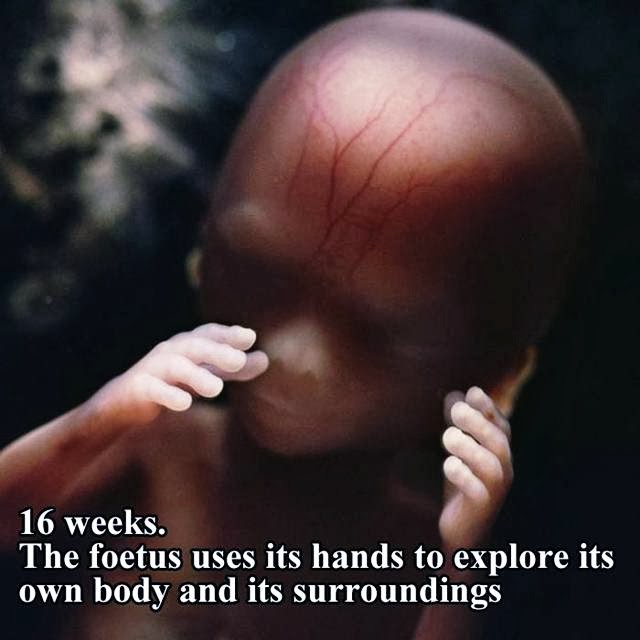 ไปดู 18 สัปดาห์แรกของทารกในครรภ์