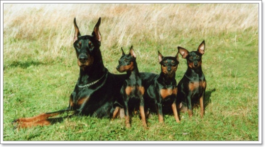 Dogilike.com :: รวมน้องหมาฝาแฝดต่างไซส์