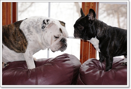 Dogilike.com :: รวมน้องหมาฝาแฝดต่างไซส์