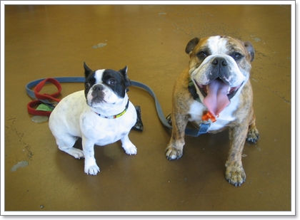 Dogilike.com :: รวมน้องหมาฝาแฝดต่างไซส์