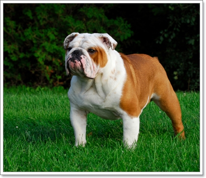 Dogilike.com :: รวมน้องหมาฝาแฝดต่างไซส์