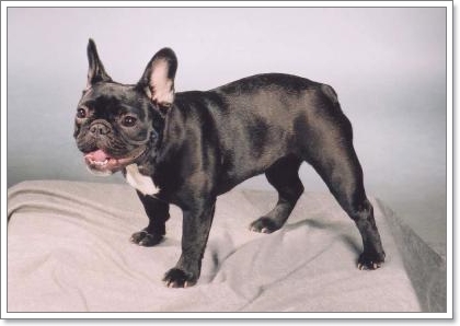 Dogilike.com :: รวมน้องหมาฝาแฝดต่างไซส์