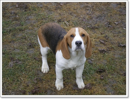 Dogilike.com :: รวมน้องหมาฝาแฝดต่างไซส์