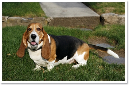 Dogilike.com :: รวมน้องหมาฝาแฝดต่างไซส์