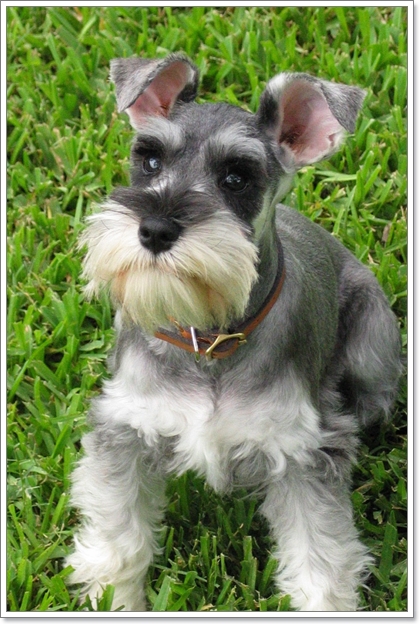 Dogilike.com :: รวมน้องหมาฝาแฝดต่างไซส์