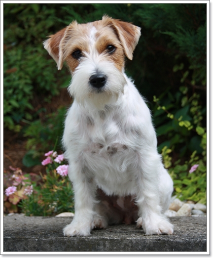 Dogilike.com :: รวมน้องหมาฝาแฝดต่างไซส์