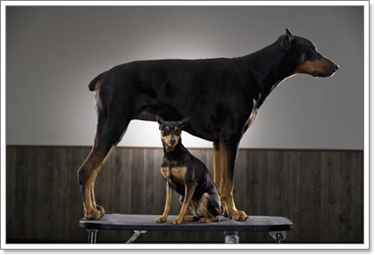 Dogilike.com :: รวมน้องหมาฝาแฝดต่างไซส์