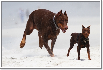 Dogilike.com :: รวมน้องหมาฝาแฝดต่างไซส์