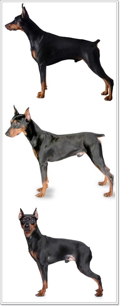 Dogilike.com :: รวมน้องหมาฝาแฝดต่างไซส์